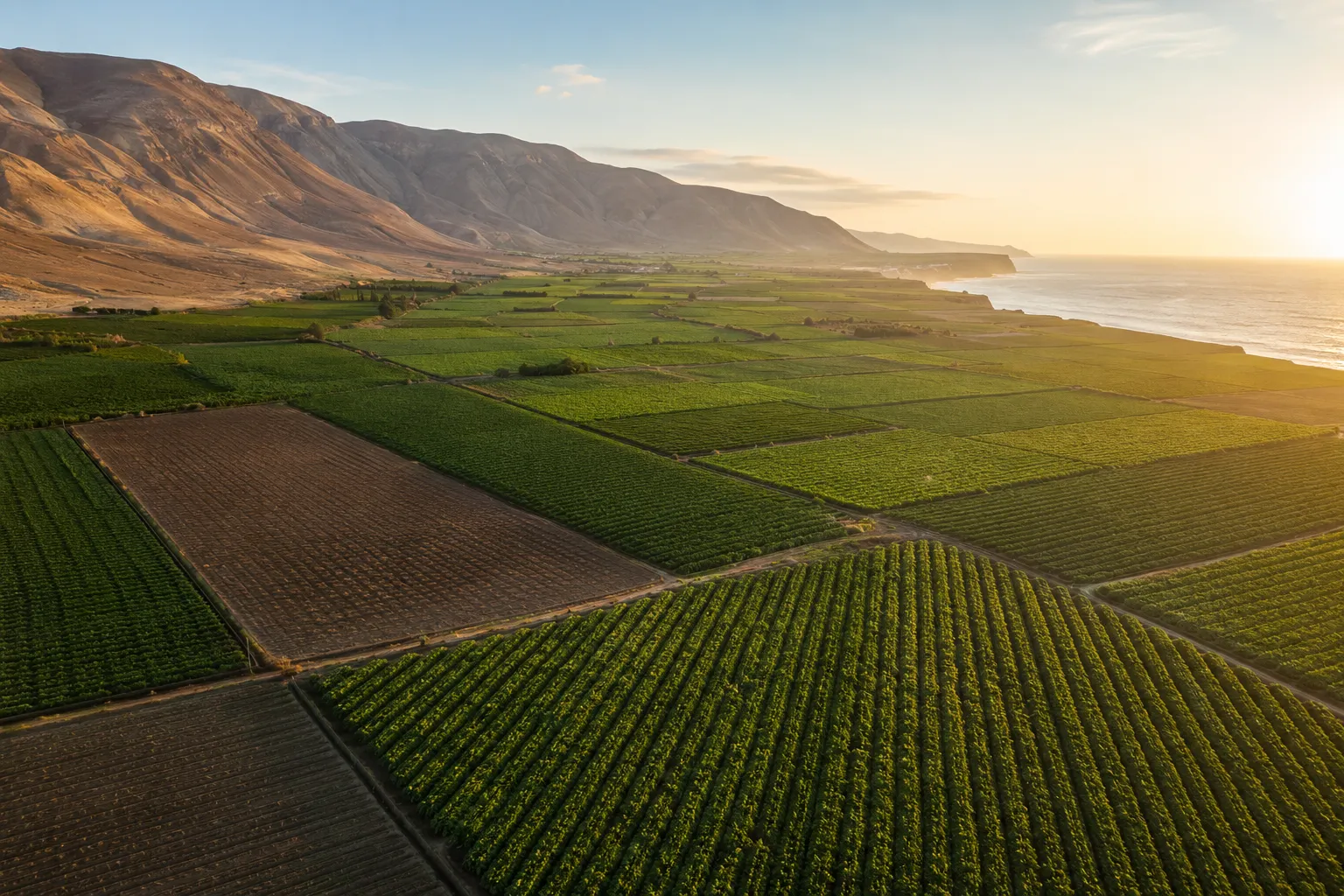 Aerial view of El Paraíso fields at golden hour, Ica valley, Peru