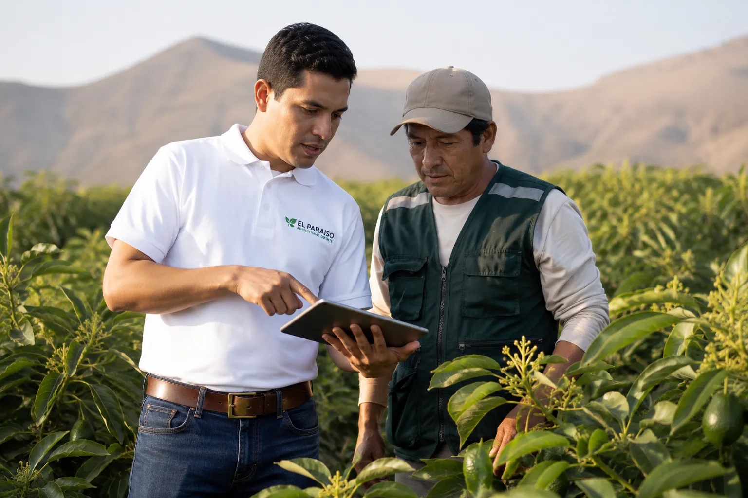 El Paraíso agronomist reviewing crop data with an allied producer in the avocado orchard